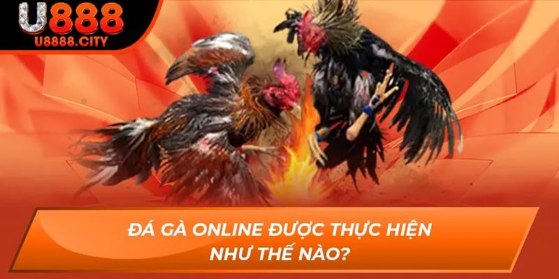 Đá Gà Online được thực hiện như thế nào?