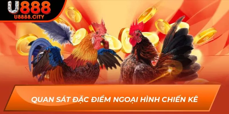 Quan sát đặc điểm ngoại hình chiến kê